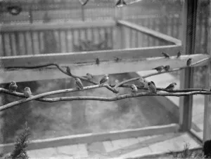 The interior of Mr R G Halls bird aviary at Bexleyheath showing the finches