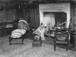 Chair Prints: The interior of the Wheeler house in Farningham, Kent. 1936