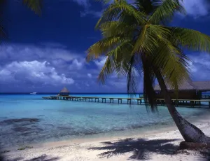 Palm Tree Prints: The island of Bora Bora, in Polynesia