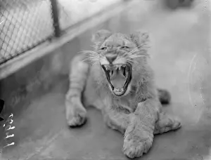 Teeth Prints: Jimmy is a playboy is no longer! London zoo lion cub which was reared by hand by