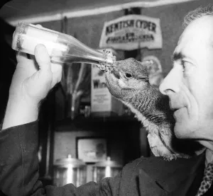 John Topham slide show John Topham presentation Topham lecture Grey squirrel