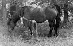John Topham slide show John Topham presentation Topham lecture New Forest mare