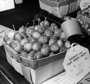 Fruit Prints: John Topham slide show John Topham presentation Topham lecture Punnet of Napoleon