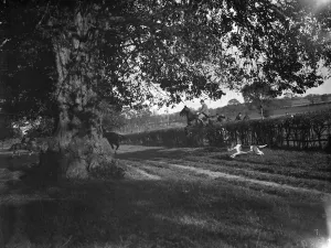 Hunting Prints: Jumping hedge. 1935