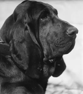 Kennel club show at Olympia. Mr H Hyldens bloodhound Nigger of Brighton