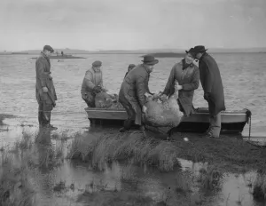 Rescue Prints: Kent lost thousands of sheep cattle and horses some farmers managed to obtain a rowboat