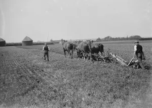 Harness Prints: Kent plough team. 1935