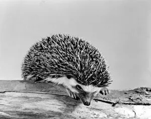 Animals Collection: A Kenyan hedgehog