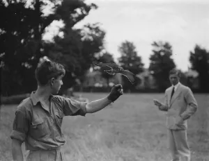Bird Prints: Kestrel in flight. 17 August 1937