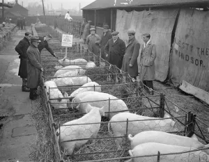 Kings livestock auctioned at Slough christmas show. Pet stock from the Royal