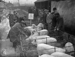 Kings livestock auctioned at Slough christmas show. Pet stock from the Royal