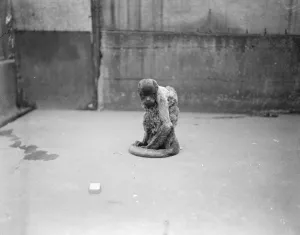 Animals Prints: Koko in muff ti This demure occupant of the Smaller monkeys House is seen wearing
