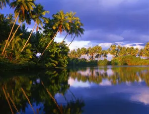 Palm Trees Prints: Koskoda, to the south of Colombo, Sri Lanka