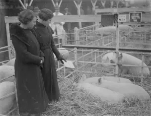 Pigs Prints: Two ladies admiring the pigs at the Dartford Fat Stock show. 1935