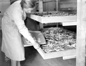 At Lady Hart Dykes silk worm farm at Lullingstone Castle, Eynsford, Kent