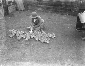 Rural Prints: Lady Rosabelle Brand on her duck farm at Littledene near Lewes, Sussex