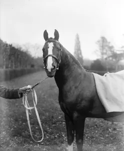 Lady Wentworths Arab Thouroughbreds Crabbet Park Stud, a horse breeding farm