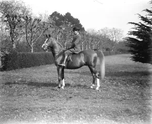 Lady Wentworths Arab Thouroughbreds Crabbet Park Stud, a horse breeding farm