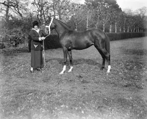 Lady Wentworths Arab Thouroughbreds Lady Wentworth, famous as a breeder of Arab