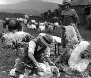 Flock Prints: The Lake District - Cumberland farmers shearing sheep