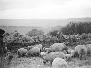 Lambing, Farningham. 1934