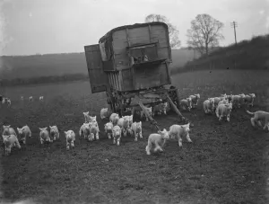 Animal Prints: Lambs run past a caravan on a field in Eynsford, Kent. 1936