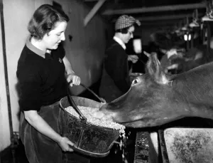 Farming Prints: Land girls manage a dairy farm in Hartley, Kent. 4th January 1940