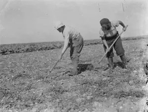 War Effort Prints: Land girls work on a farm in Beltring, Kent. 1939