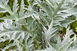 Decorative Prints: Large healthy, decorative leaves of globe artichoke plant credit: Marie-Louise
