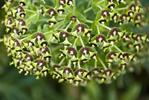 Grow Collection: The large mediterranean spurge, Euphorbia characias in close up credit: Marie-Louise