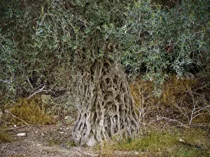 Olive Collection: Large old olive tree in southern Cyprus credit: Marie-Louise Avery / thePictureKitchen