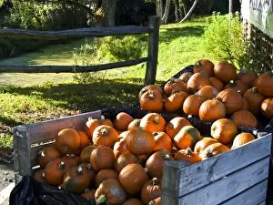 Stall Collection: Large pile of pumpkins for sale outside country farm shop for hallowe en credit