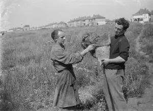 Houses Prints: Large whale bone found by by H N Simpson. 1935