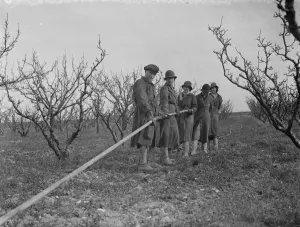 Orchard Prints: Laying pipe lines for spraying fruit trees at Farningham, Kent. 1938