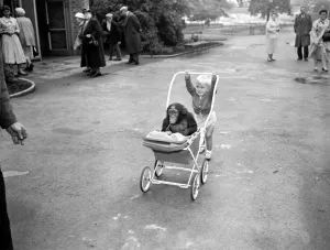 Quirky Prints: This is the life ! thinks Azi, the 18 month old African Chimp at Belle Vue Zoo