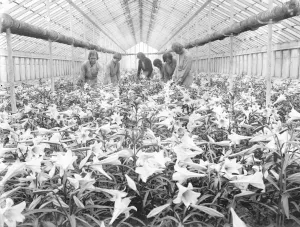 Flower Prints: Lilies for Princess Marinas wedding bouquet, grown in Hampton by the Worshipful
