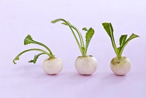 Leaves Collection: Three little baby turnips on pink surface credit: Marie-Louise Avery / thePictureKitchen
