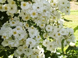 Gardens Prints: Little creamy white rose growing in profusion in summer garden credit: Marie-Louise
