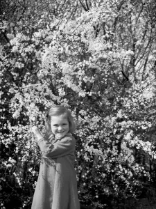 A little girl plays with blackthorn blossom in Farningham, Kent. 1938