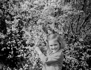 A little girl plays with blackthorn blossom in Farningham, Kent. 1938