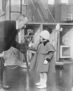 Live toys at Derry and Toms 23 November 1920