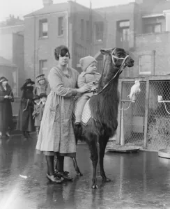 Animal Prints: Live toys at Derry and Toms llama 27 November 1920