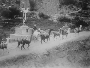 The Llama caravan. An interesting picture from Peru, showing a Llama park train