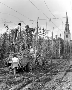 1960s Prints: Loading hops for the mechanical picker at Brewers Hall Farm in Mereworth, Kent. 10th