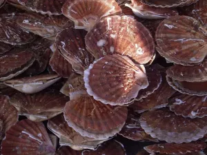 Lifestyle Prints: Local scallops in Dieppe, Seine-Maritime, Normandy, France