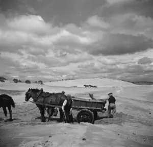 Locals fill a horse and cart with sand. 1936