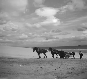 Work Horse Prints: Locals fill a horse and cart with sand. 1936