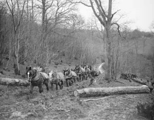 Adult Prints: A logging team at work at Chipps Cross, Between Rye and Hastings February 1936