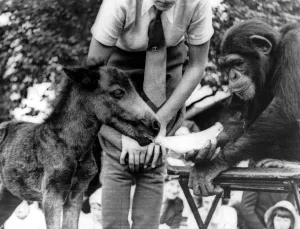 Cute Prints: London Zoo Pets Corner Chimp feeding a foal