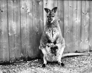 Animal Prints: The London zoos baby wallaby takes its first peep at the world from its mothers pouch